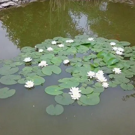 Hotel Toldi Panzio 3*